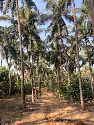 Sneh Beach Homestay - Wayangani Vengurla Exterior photo